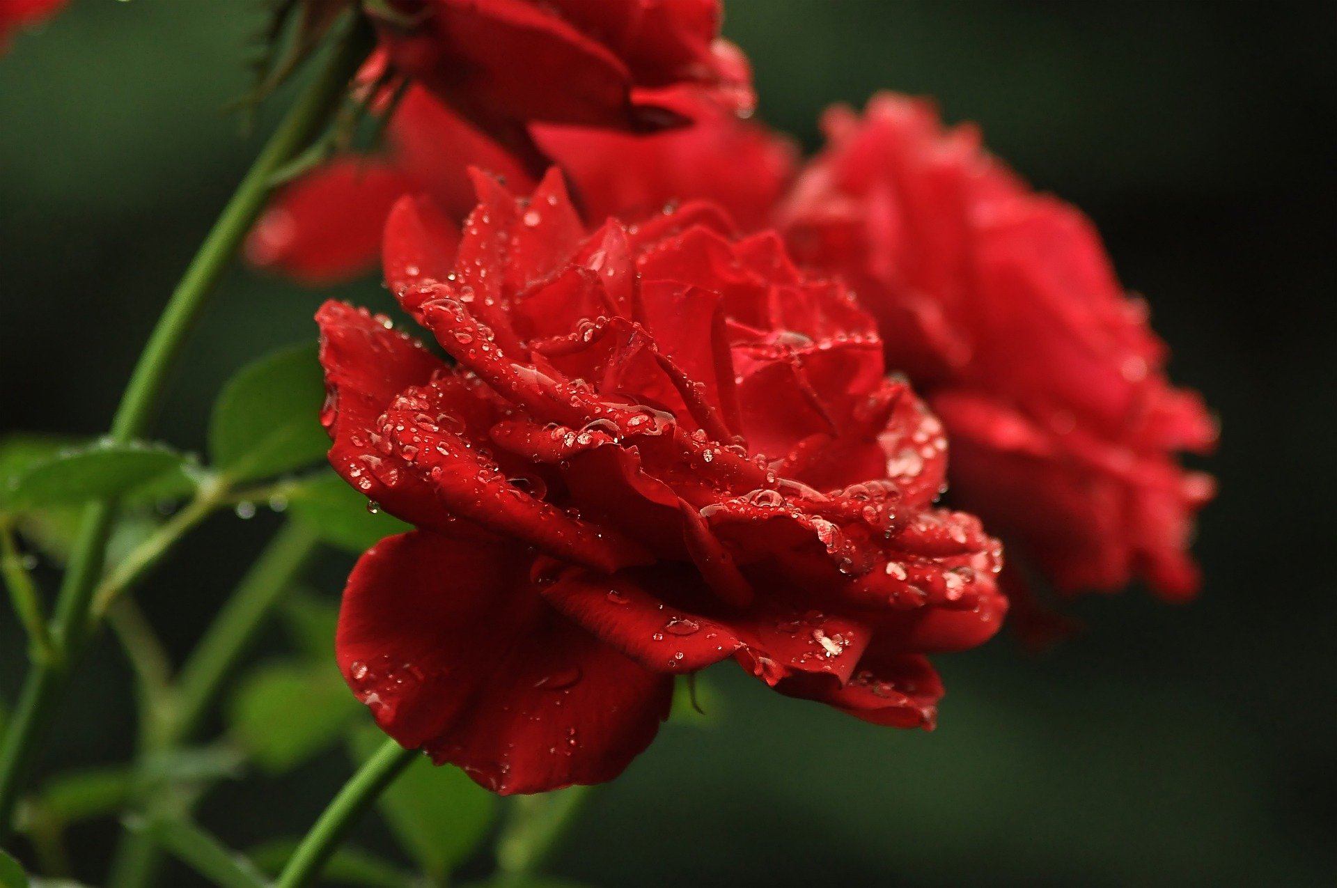 Red rose with dew drops.