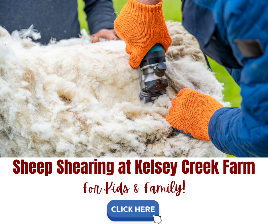 Sheep Shearing at Kelsey Creek Farm