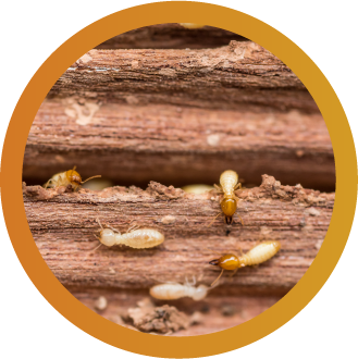 Fotografia con termitas