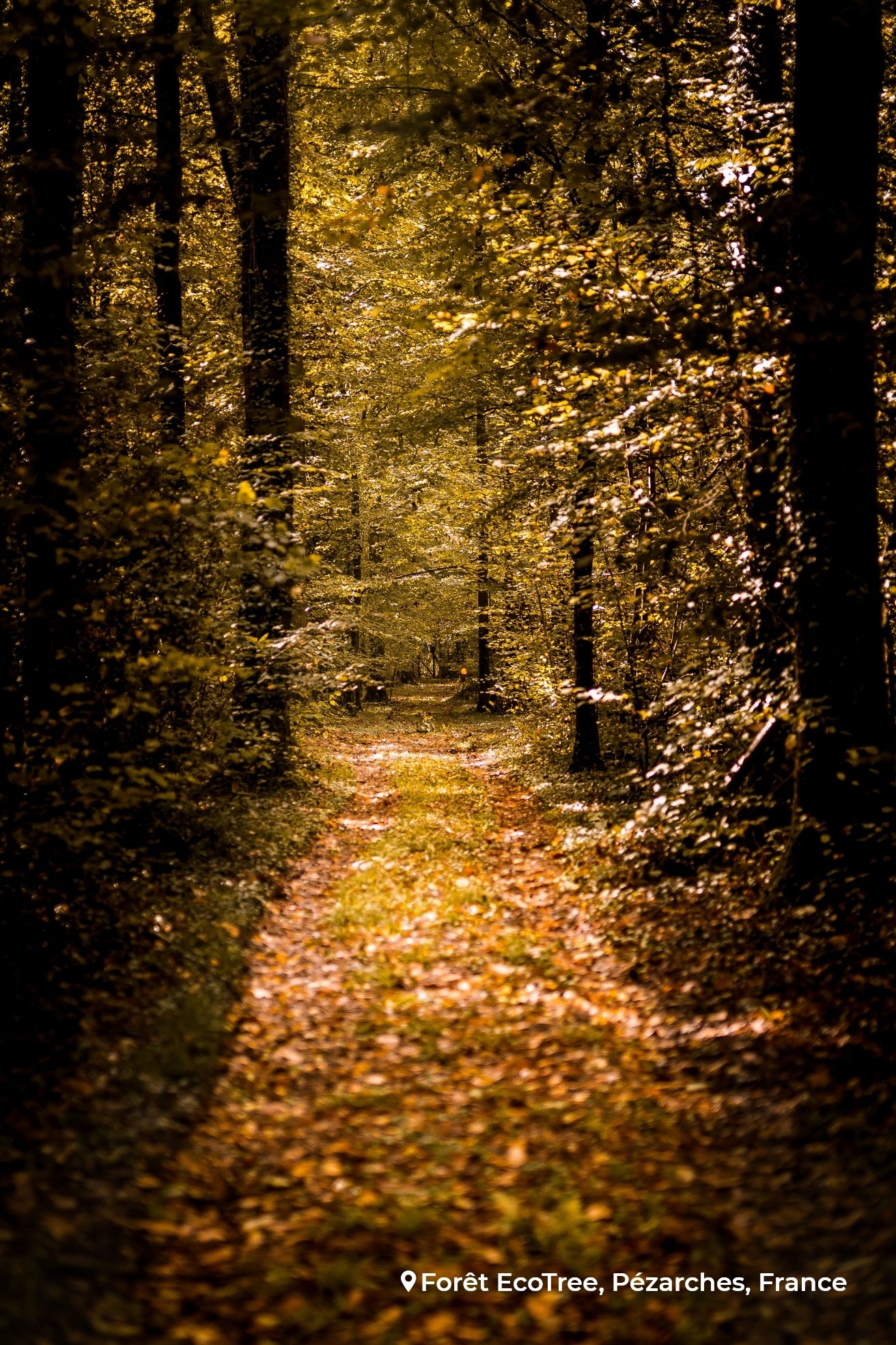 forêt de Pézarches