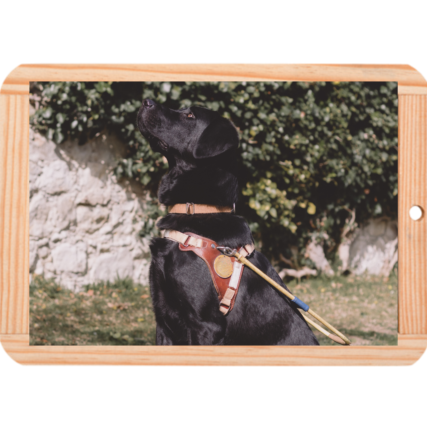 Un chien tenant un harnais de guidage