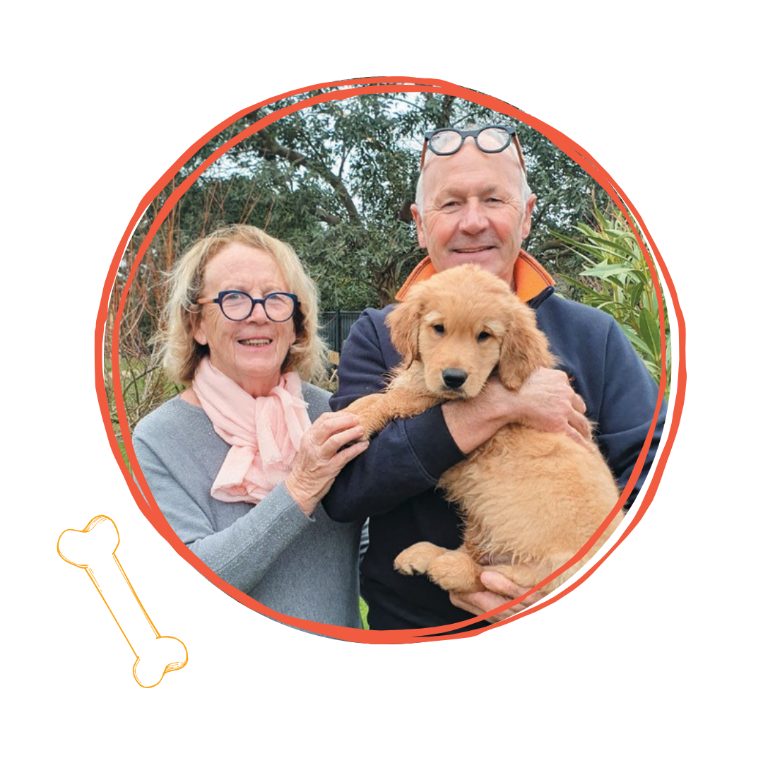 Un élève chien guide en formation