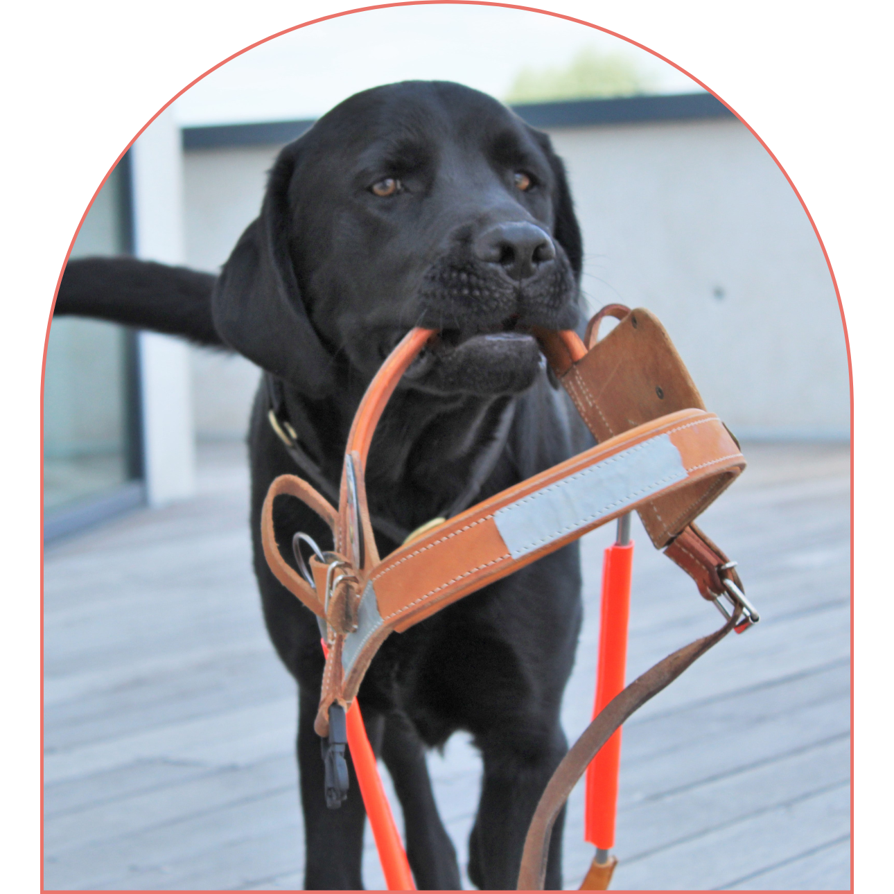 Un chien tenant un harnais de guidage