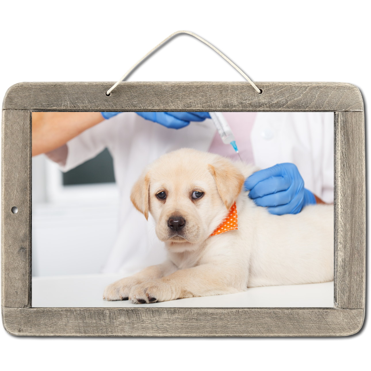 Un chiot qui se fait vacciner