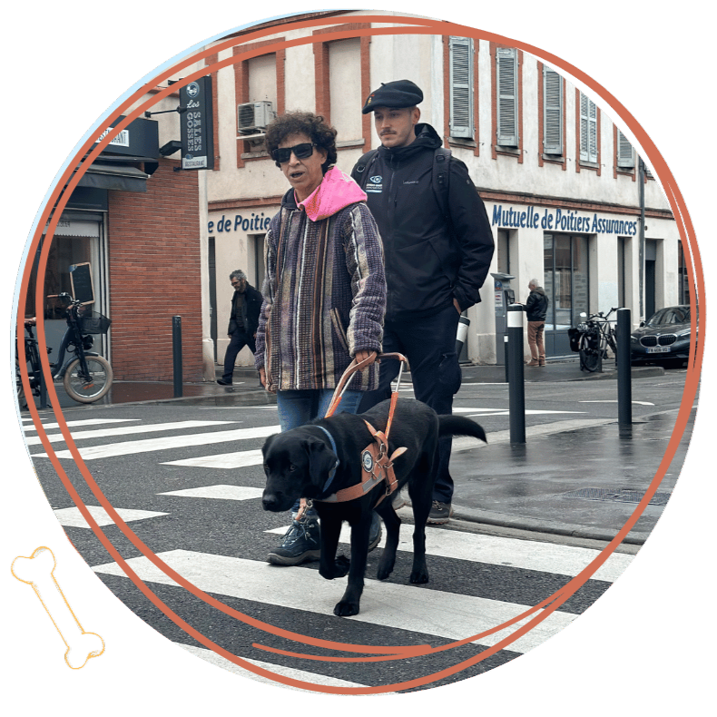 Un élève chien guide en formation
