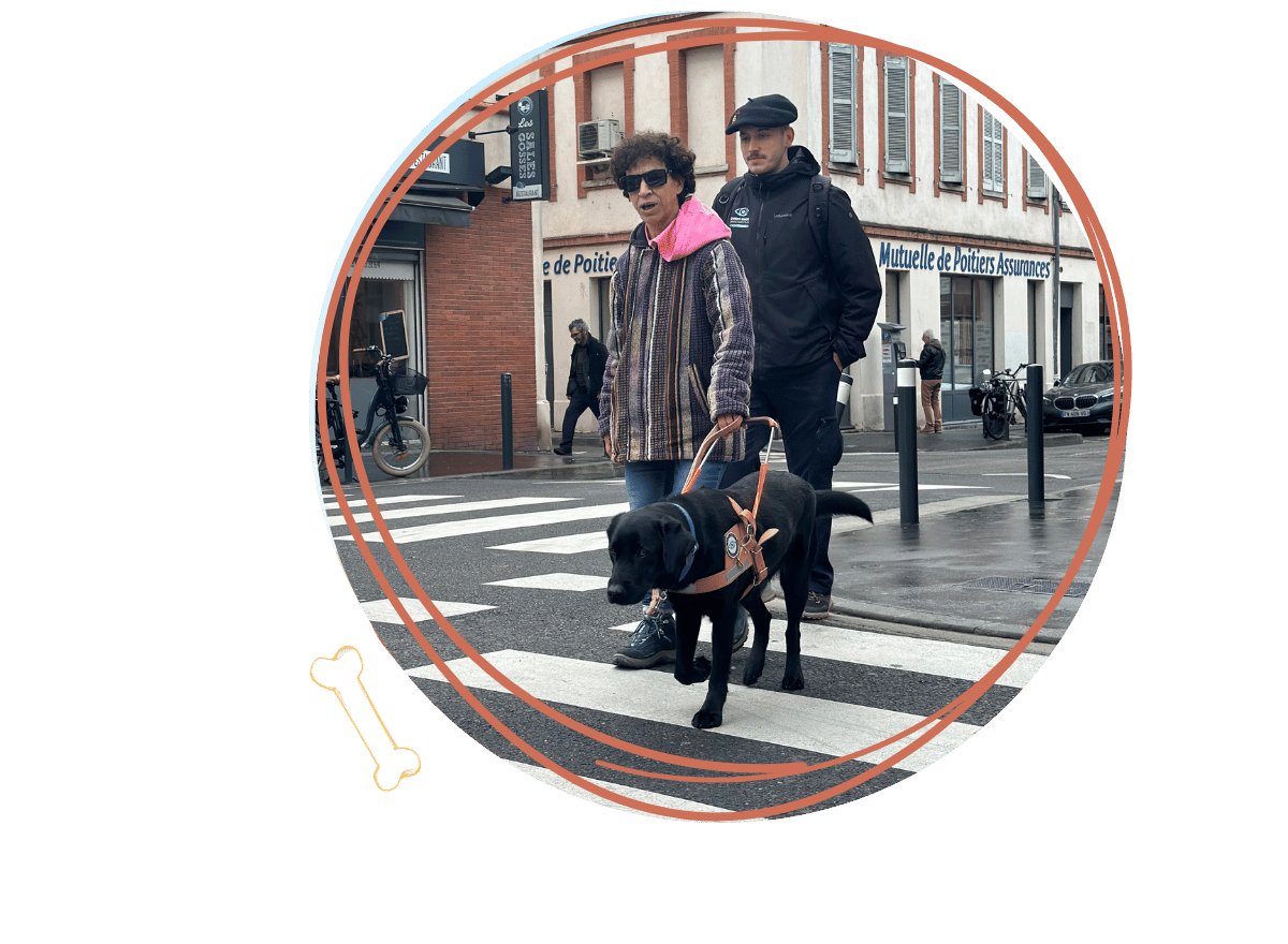Un élève chien guide en formation
