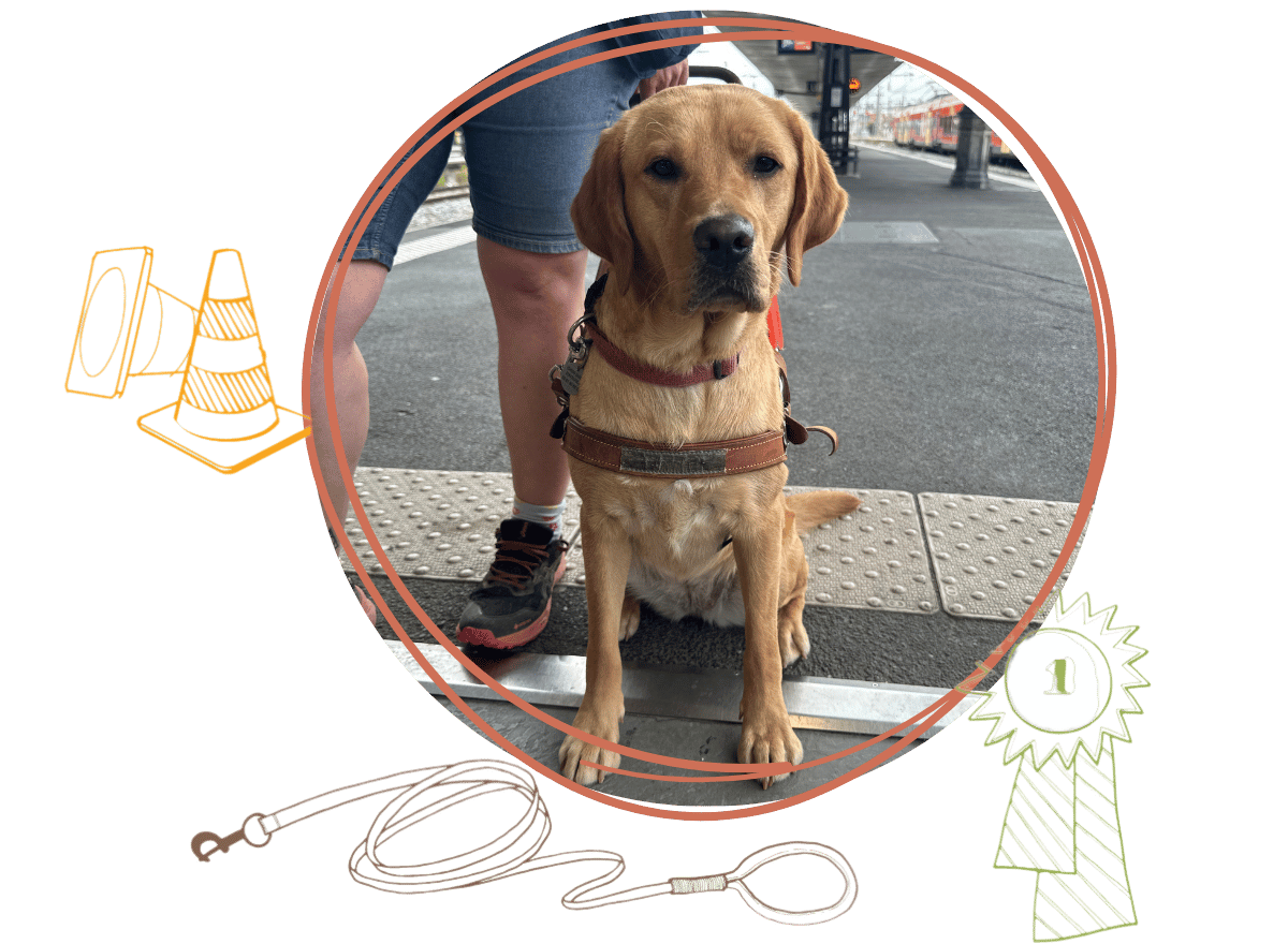 Un chien guide diplômé qui a été remis à un maître