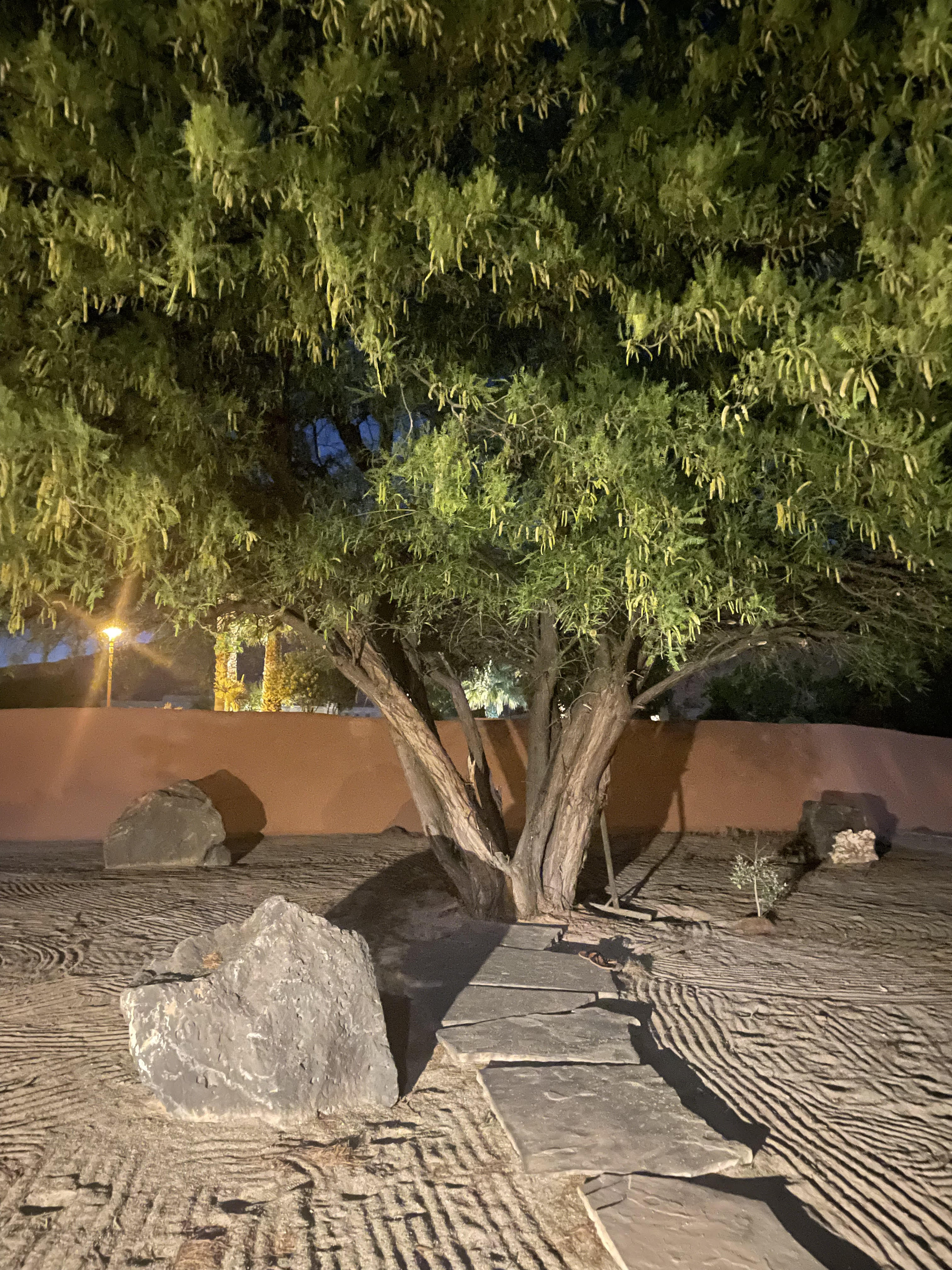 Image of a zen sand garden under an olive tree